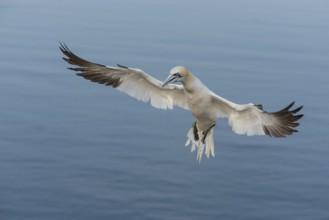 Northern Gannet (Morus bassanus) flying, Schleswig-Holstein, Germany