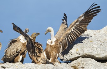 Griffon Vulture (Gyps fulvus), Mallorca, Spain