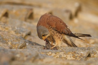 Lesser Kestrel (Falco naumanni), male eating a mouse on roof, Castile-La Mancha
