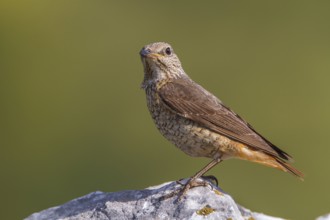 Common Rock Thrush (Monticola saxatilis) female perched on a rock, Primorje, Croatia