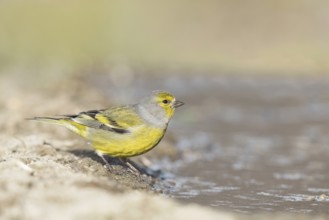 Citril Finch (Carduelis citrinella) female at waterhole, Aosta Valley, Italy