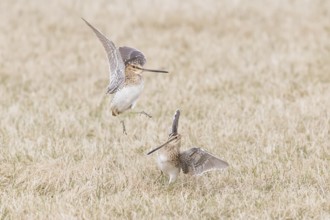 Common Snipe : Grimsey Island : Iceland