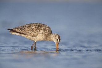 Marbled Godwit (Limosa fedoa) foraging, Montana, USA