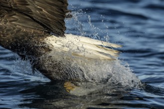 Bald Eagle (Haliaeetus leucocephalus) catching fish, Alaska, USA