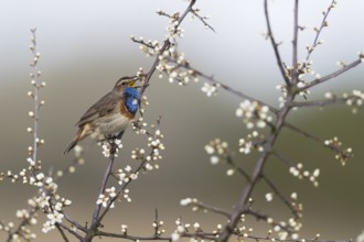 Bluethroat (Luscinia svecica cyanecula) male singing from branch, Mecklenburg-Western Pomerania,