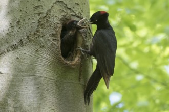 Black Woodpecker (Dryocopus martius) female feeding chicks in nest hole, North Rhine-Westphalia,
