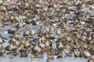 Greater White-fronted Goose (Anser albifrons) huge flock resting in water, North Rhine-Westphalia,
