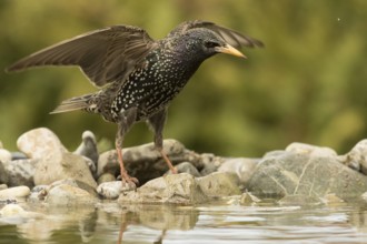 Common Starling (Sturnus vulgaris), Bavaria, Germany