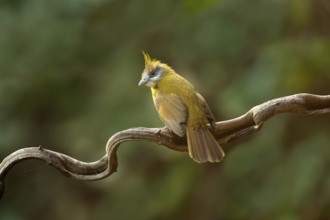 White-throated Bulbul (Alophoixus flaveolus), Yunnan, China