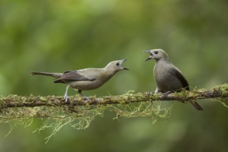 Palm tanagers squabble on a rainforest branch