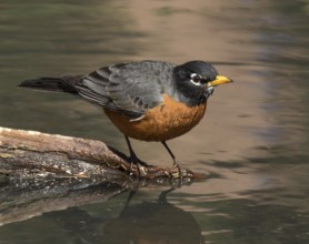 American Robin, Turdus migratorius, perched by a pond in Saskatoon, Saskatchewan, Canada