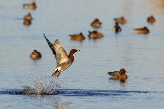Eurasian Wigeon (Mareca penelope) taking flight, Netherlands