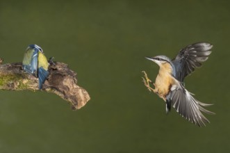 Eurasian Nuthatch & Blue Tit (Sitta europaea & Parus major) Eurasian Nuthatch landing on a branch