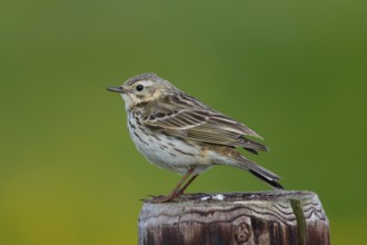 Meadow Pipit (Anthus pratensis) perched on a pale, Netherlands