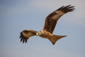 Red Kite (Milvus milvus) flying, Spain