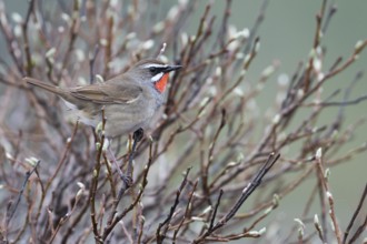 Siberian Rubythroat - Rubinkehlchen - Luscinia calliope, Russia (Ural), adult male