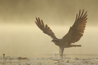 Western Osprey (Pandion haliaetus) hunting, Poland