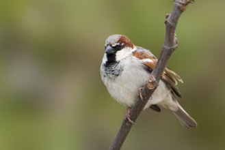 House Sparrow - Haussperling - Passer domesticus ssp. balearoibericus, adult male, Mallorca