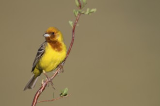 Red-headed Bunting - Braunkopfammer - Emberiza bruniceps, Kazakhstan, adult male