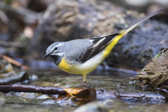 Grey Wagtail - Gebirgsstelze - Motacilla cinerea ssp. cinerea, Romania, adult male