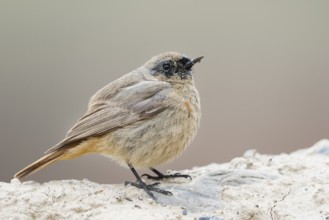Black Redstart - Hausrotschwanz - Phoenicurus ochruros ssp. phoenicuroides, Kyrgyzstan, 2nd cy?,