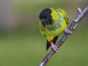 Nanday Parakeet (Aratinga nenday), Mato Grosso do Sul, Brazil