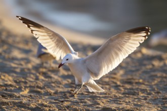Audouin's Gull (Ichthyaetus audouinii) flying, Mallorca, Spain