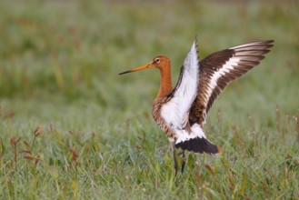 Black-tailed Godwit (Limosa limosa) flapping its wings, Netherlands