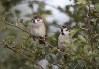 Eurasian Tree Sparrow (Passer montanus) juvenile, Mecklenburg-Western Pomerania, Germany