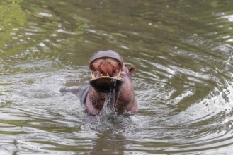 An adult male hippopotamus (Hippopotamus amphibius) shows aggression and defends its territory