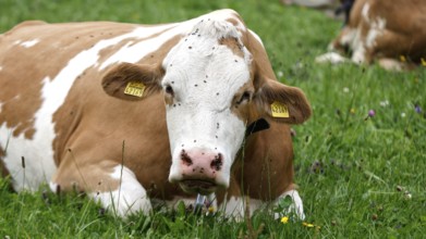 Cows lying in a meadow in the Allgäu, Pfronten, 30.07.2025
