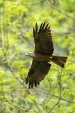 Black kite (Milvus migrans) flying in a forest in early summer, Bavaria, Germany