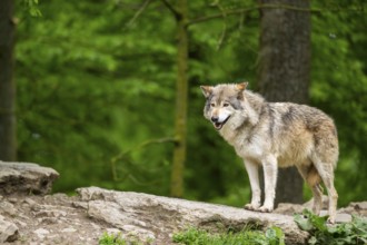 Eastern wolf (Canis lupus lycaon) standing on a little hill, Bavaria, Germany