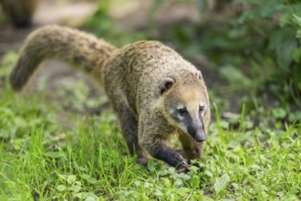 South American coati (Nasua nasua) walking on the ground, captive, Zoo Augsburg