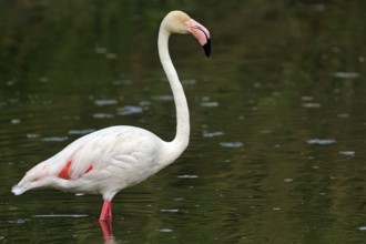Pink flamingo (Phoenicopterus roseus), Pont de Gau bird park, Camargue, France