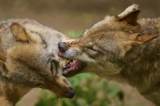 Wolf (Canis lupus), two wolves growling at each other and showing their teeth in a close-up,