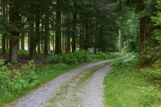 Forest path with green plants at the edge, summer, Odenwald, Hesse, Germany
