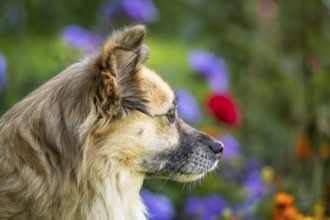 Light brown mixed-breed dog, medium-length coat, portrait, in the garden. Older dog, white muzzle.