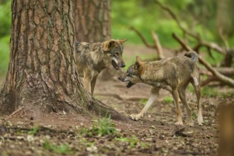 Two wolves communicating with each other in a wooded area, Wolf (Canis Lupus), Germany