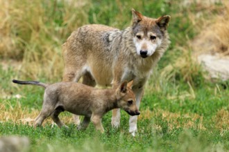 An adult wolf with a wolf pup in the grassland, Timberwolf, wolf, American wolf, (Canis lupus