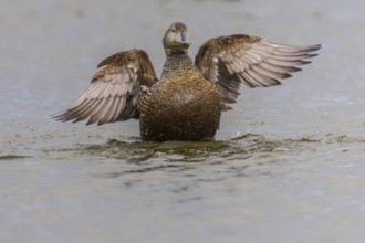 Eider duck (Somateria mollissima), hen grooming her feathers, duck birds (Anatidae), Aventdalen,