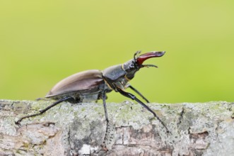 Stag beetle (Lucanus cervus), male, Normandy, France