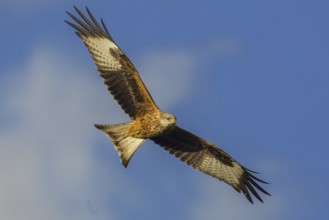 Red Kite (Milvus milvus) flying, Wales, United Kingdom