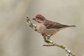 Cassin's Finch (Haemorhous cassinii) male, California, USA