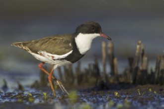 Red-kneed Dotterel (Erythrogonys cinctus), Victoria, Australia