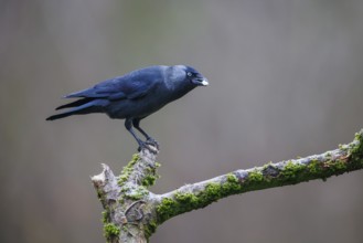 Jackdaw (Corvus monedula), Germany