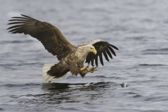 White-tailed Eagle (Haliaeetus albicilla) flying, Nord-Trondelag, Norway