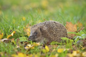 European hedgehog (Erinaceus europaeus) adult animal amongst fallen autumn leaves on a garden lawn,