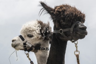 Alpacas (Vicugna pacos), Veneto, Italy