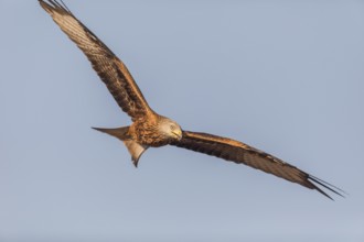 Red kite (Milvus milvus), Extremadura, Castilla La Mancha, Spain